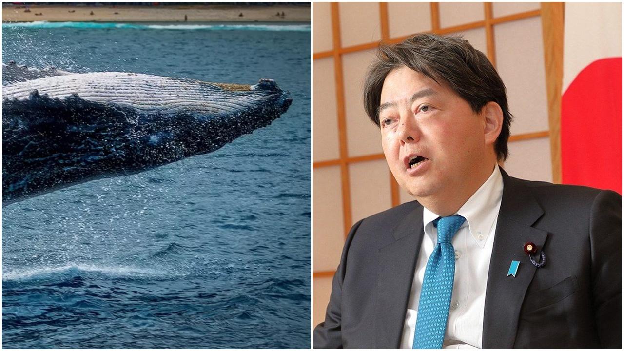 日本將長鬚鯨列入捕鯨名單，林芳正：傳承食文化很重要。