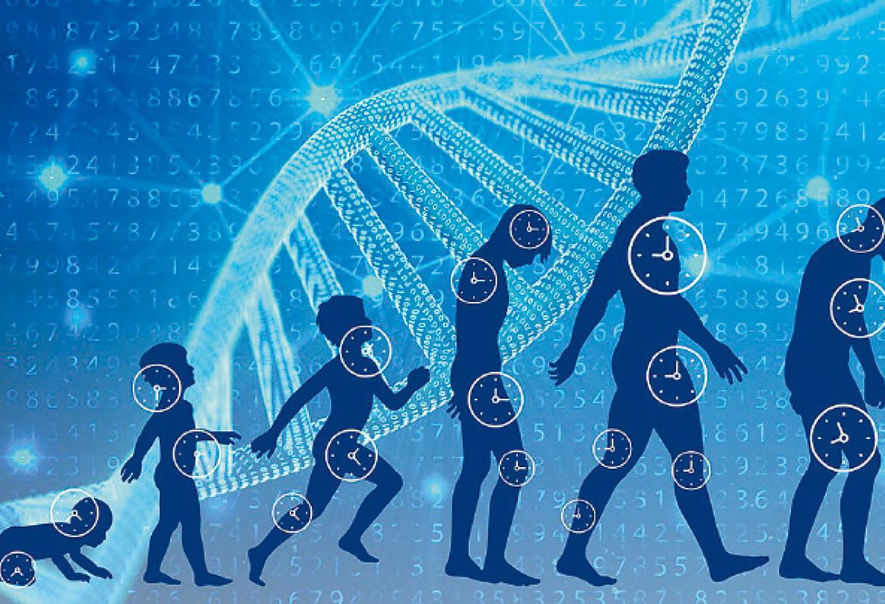 老化鐘是不老藥的必要前奏