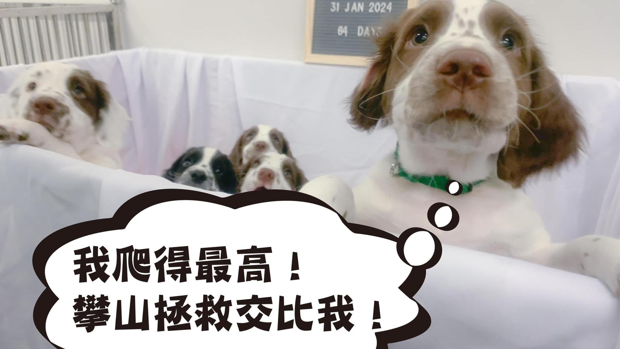 兩隻史賓格幼犬即將加入消防處。(消防處FB)