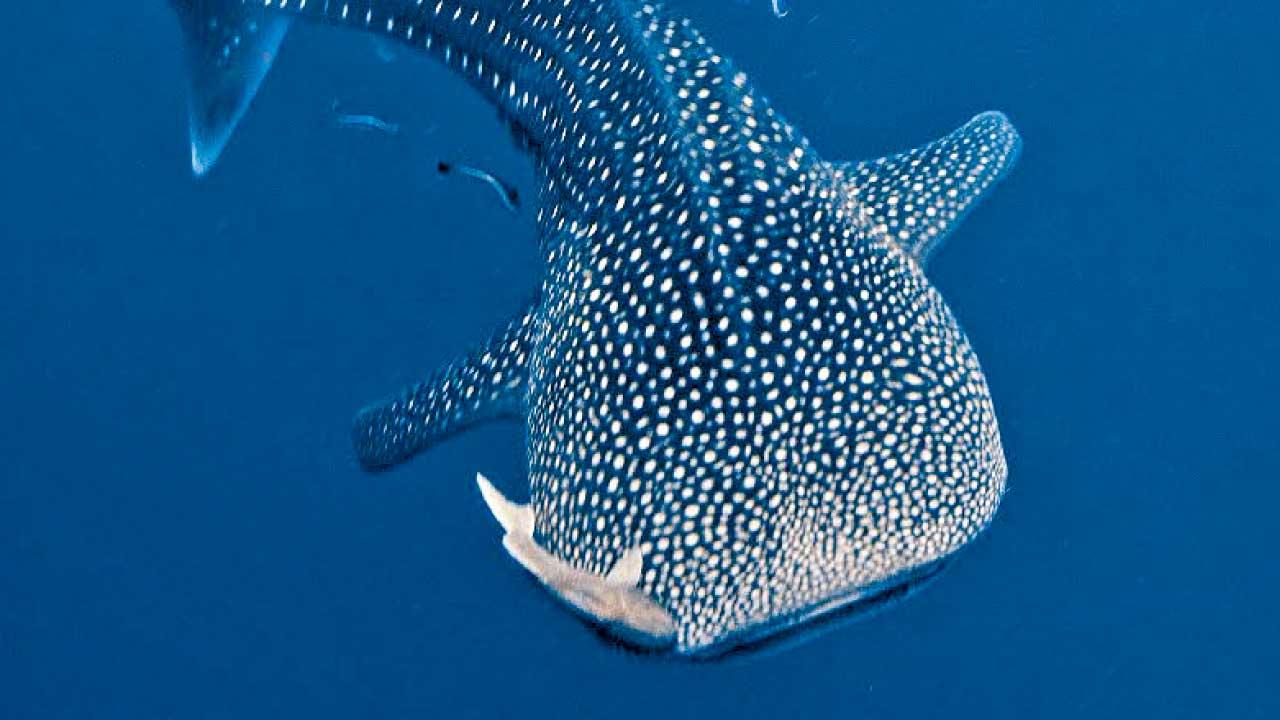 初潛勝地 泰國龜島覓鯨鯊大魚