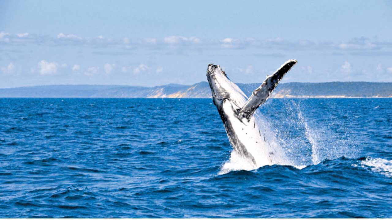 赴澳觀鯨 感受奇幻海洋冒險