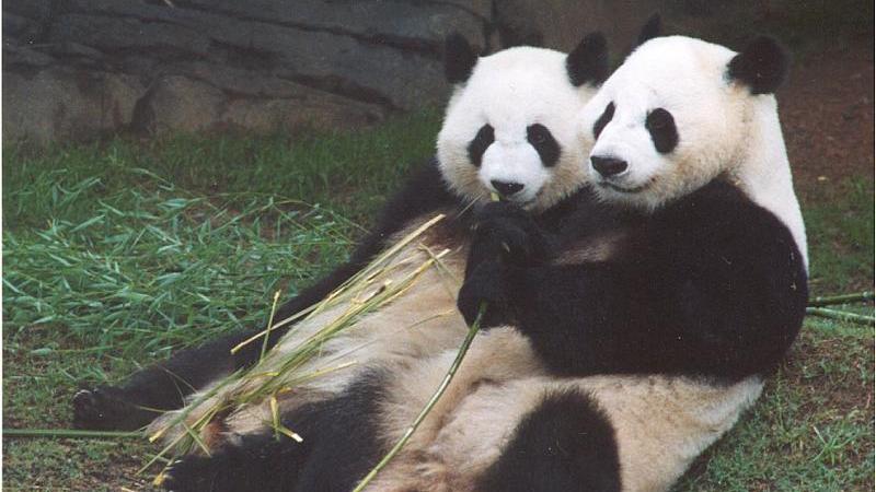 天生美食家大熊貓夫婦差點食窮動物園，「倫倫」誕下7子女。(微博)
