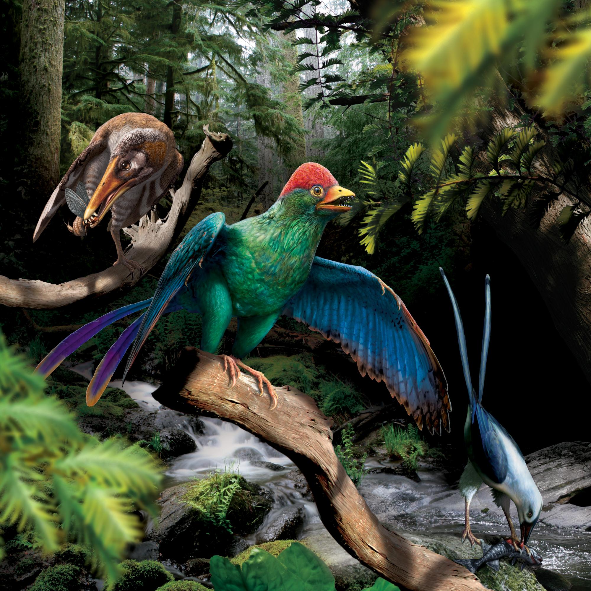 反鳥類曾於白堊紀早期，位於現今中國東北部的地域生活（Julius T. Csotonyi提供）