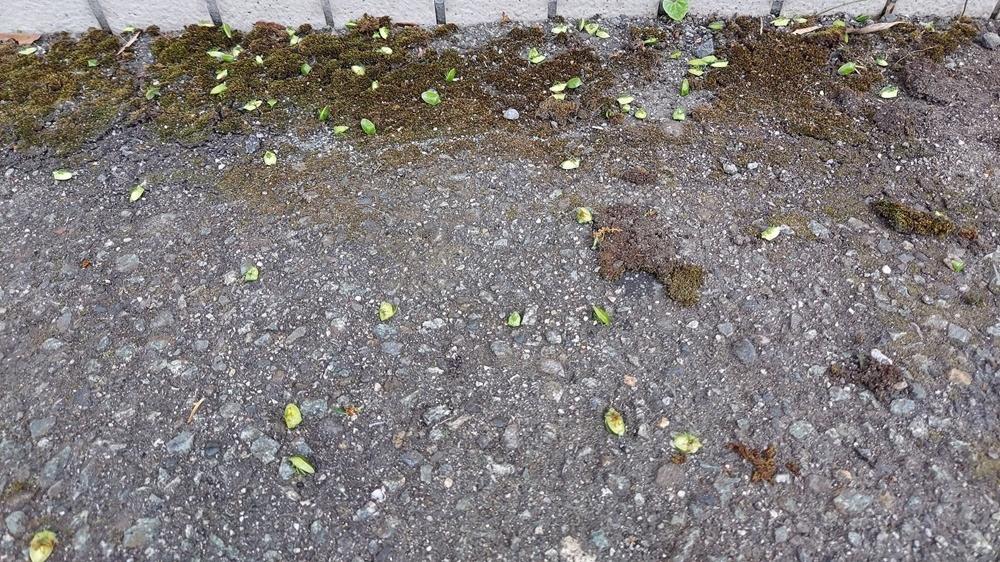 日本多處出現大量的椿象，當中兵庫及香川縣發出注意警告。(X)