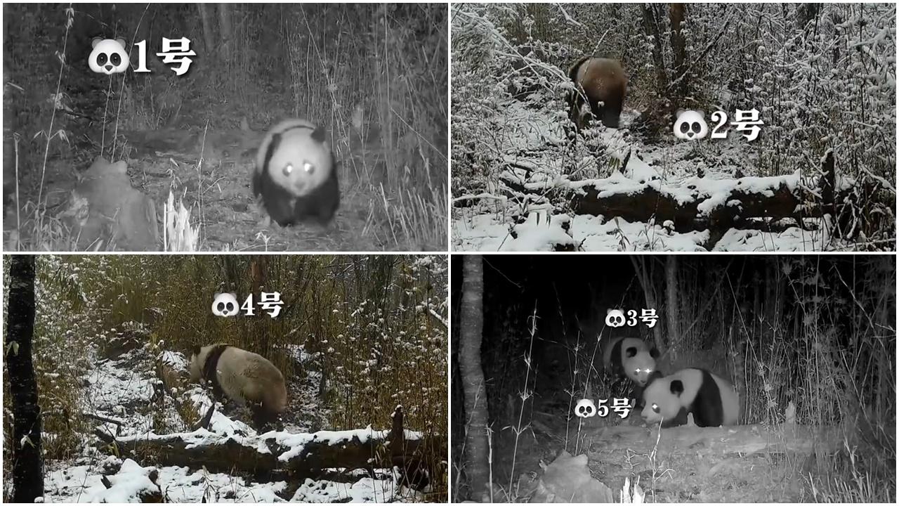 甘肅熊貓界打卡熱點曝光，一個月內拍到5隻野生大熊貓。(微博)
