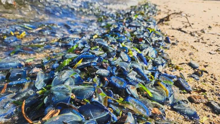 加州海灘近日出現大量藍色生物。(互聯網)