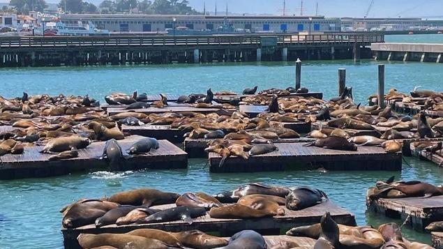 逾千海獅聚集三藩市漁人碼頭，仿如一場海獅盛宴。(互聯網)