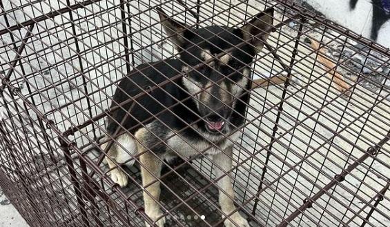 流浪小狼狗不停返回已成廢墟的舊家，景況悽涼。(互聯網)