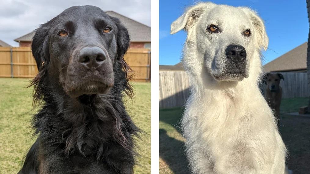 一黑一白，不說原因，不會相信是同一隻狗。(互聯網)