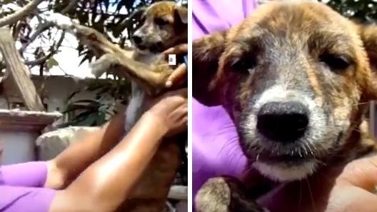 義工在島上救回燒傷的小狗。(互聯網)