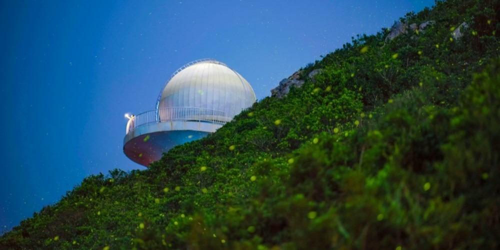 螢火蟲｜夏日限定！來深圳西涌 看絕美光影流螢