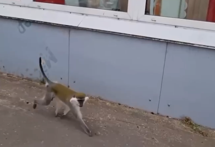 俄羅斯寵物猴酗酒食花亂咬鄰居　疑因不滿主人結婚了