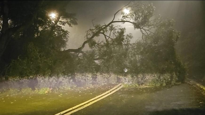 荃錦公路大樹塌下橫亙來回行車線，消防鋸樹清除。(網上圖片)