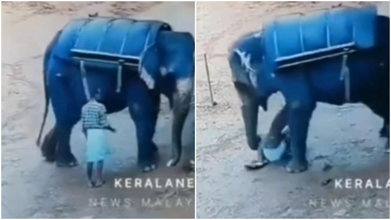 印度大象發惡踩死象夫，揭非法經營已被停業。(X)