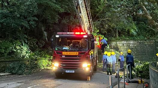 梅道13米高大樹倒塌橫亘兩行車線，消防到場清理。(馬路的事 (即時交通資訊台)@FB)