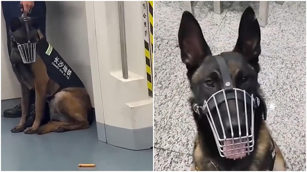 警犬視線無法移離美食被評不合格，領犬員幫口：牠未食早餐。(微博)