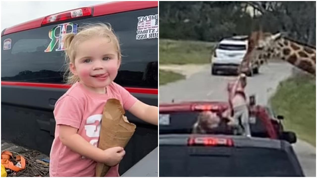 2歲女童遊動物園遭長頸鹿叼起，媽媽極速攬女救回。(X)