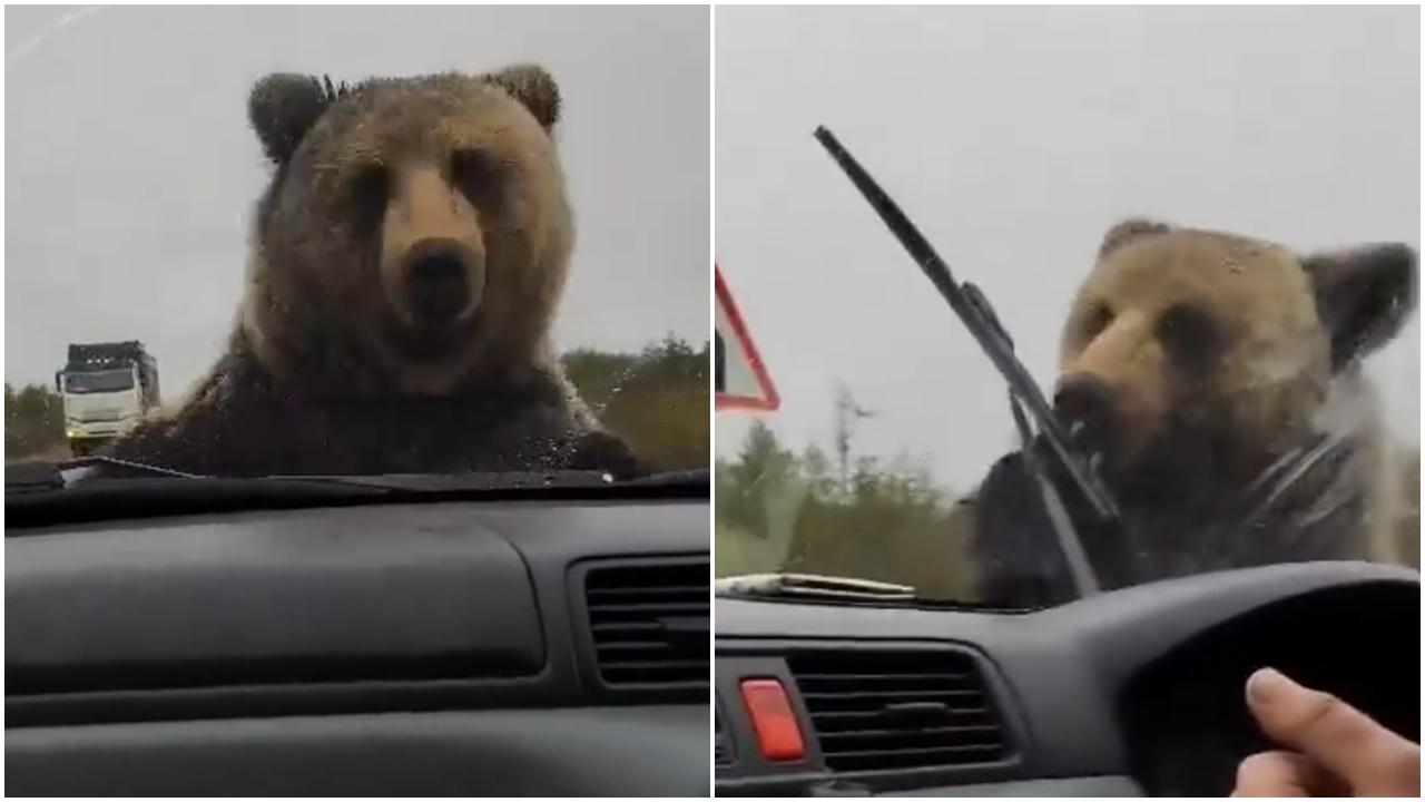 小熊擋路拍車疑討飯嚇得司機狂呠，惱羞成怒拆車逃逸。(X)
