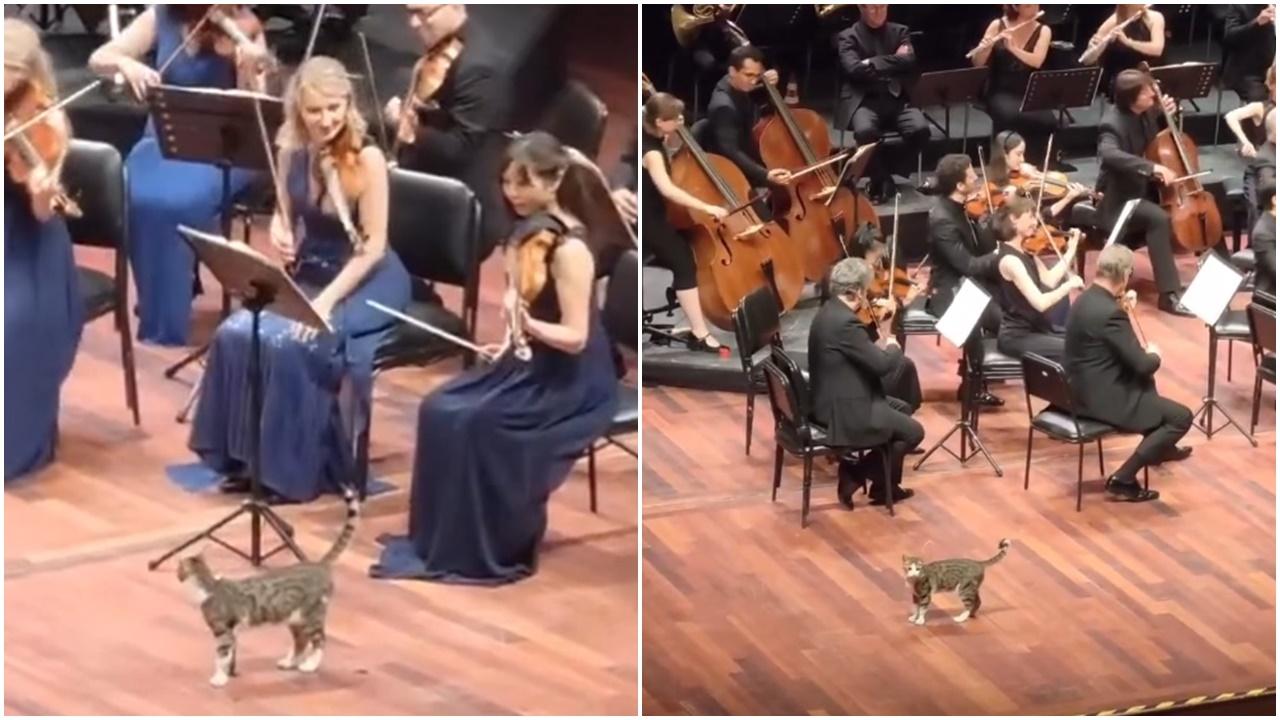 貓咪亂入音樂會優雅踱步成表演嘉賓，網民：只會發生在土耳其。(IG)