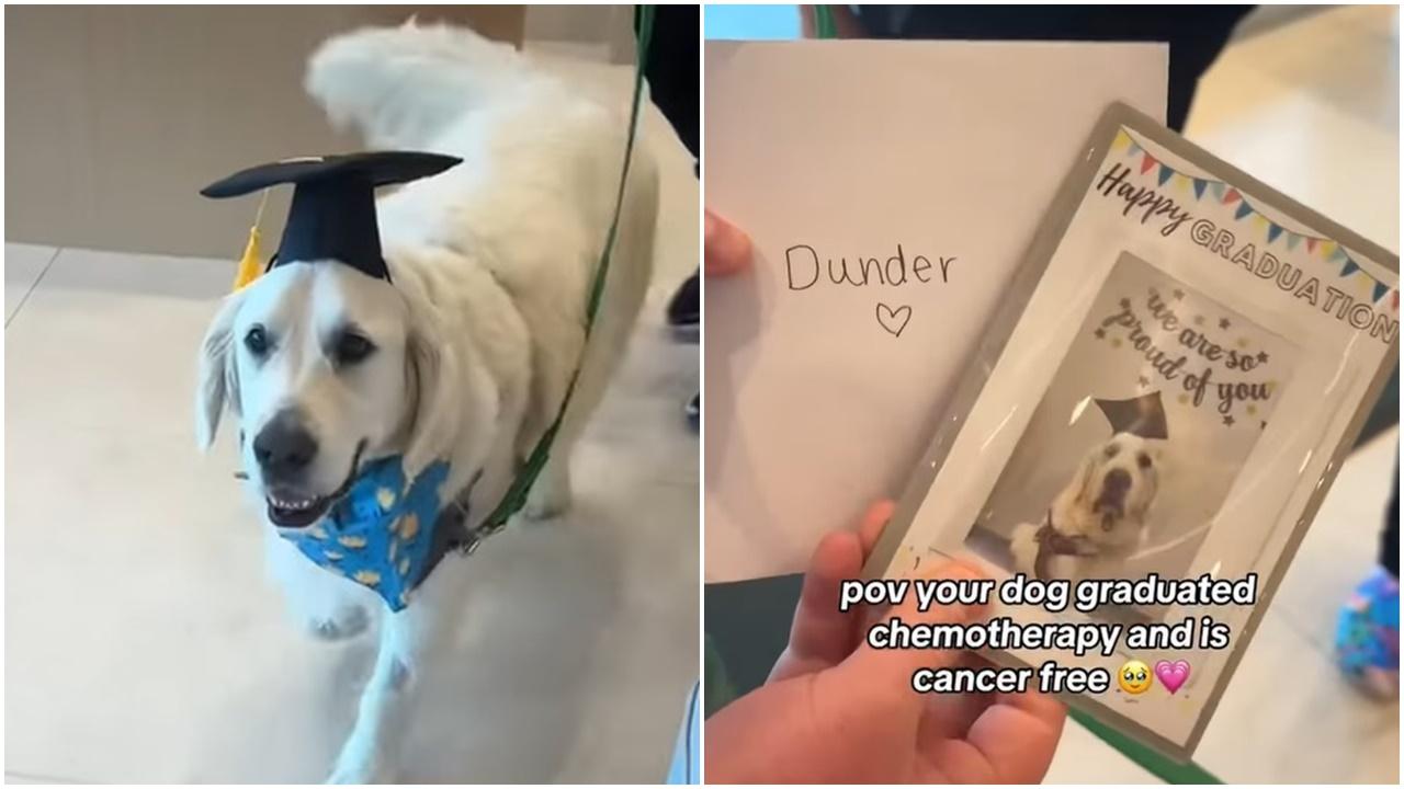 狗狗抗癌成功出院，獸醫診所舉辦畢業禮激勵抗癌勇士。(FB)