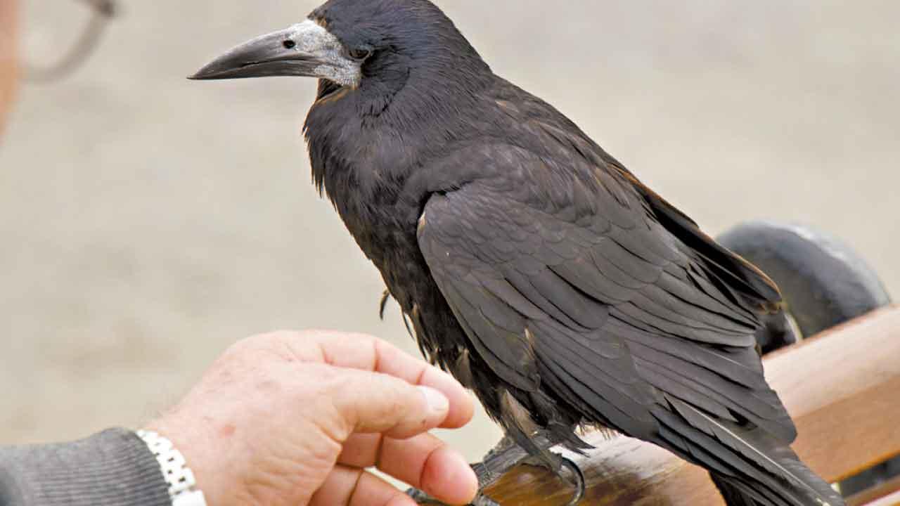 老人要懂「烏鴉定律」