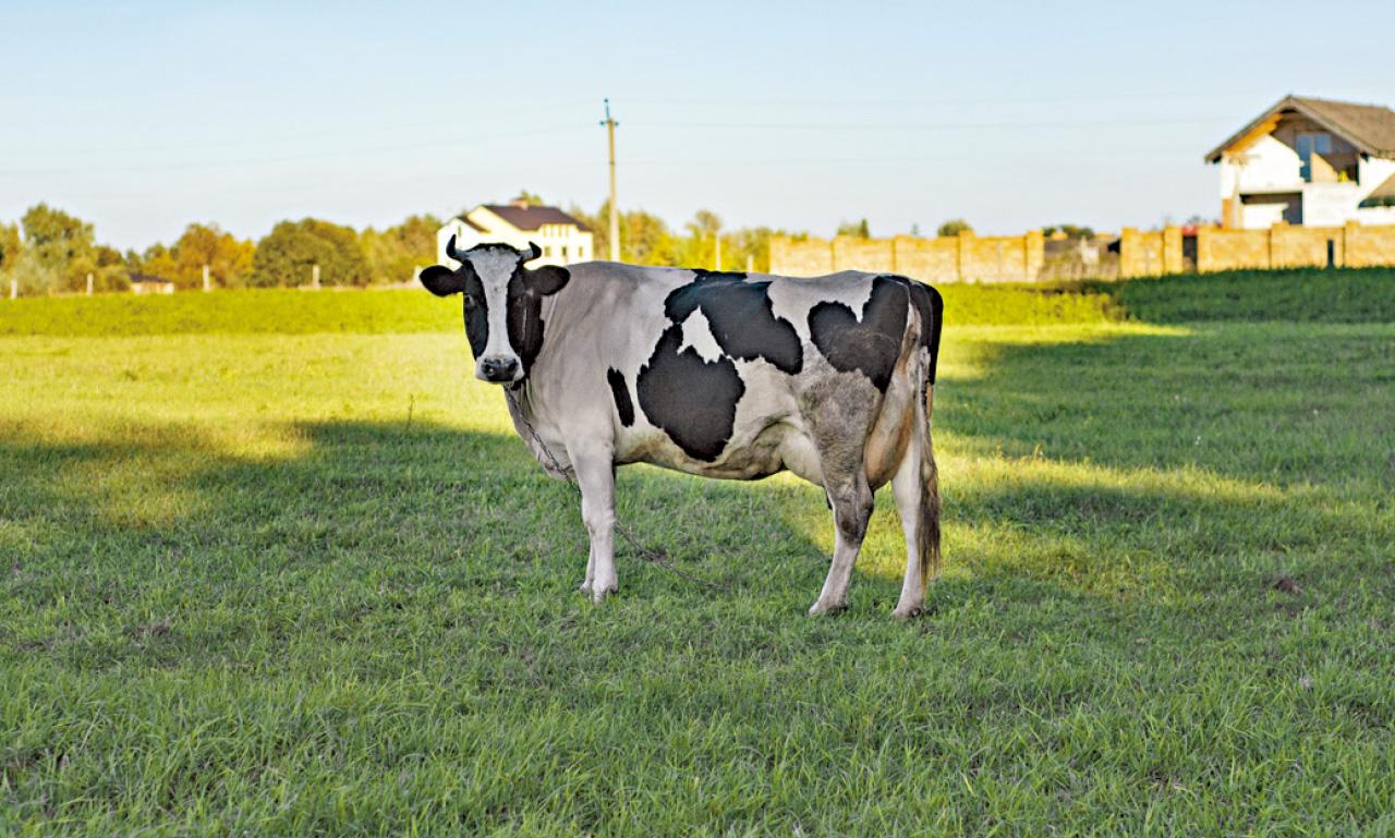 全球可持續發展