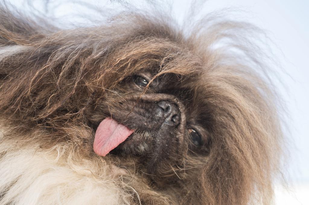 今年世界最醜狗狗比賽，由8歲北京狗Wild Thang奪冠。(美聯社)