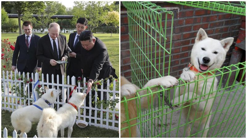 普京獲金正恩贈北韓國寶　反差萌豐山犬可愛又兇猛