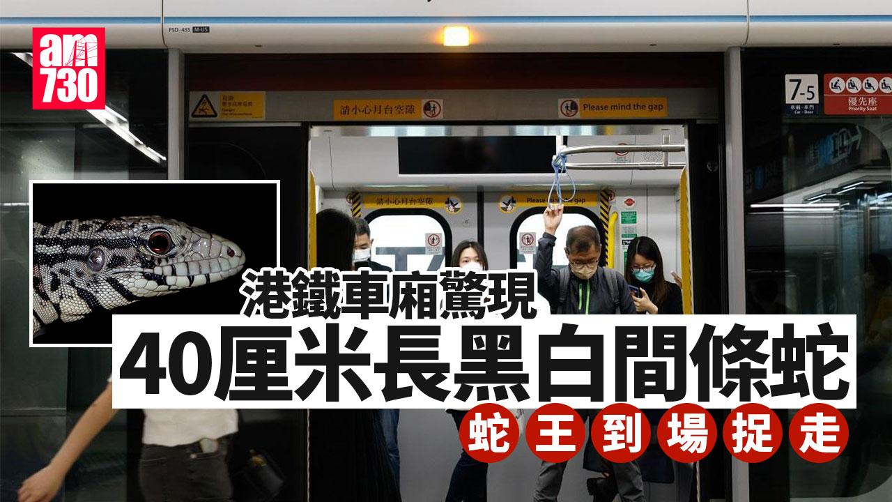 港鐵車廂驚現黑白間條蛇　蛇王到場捉走