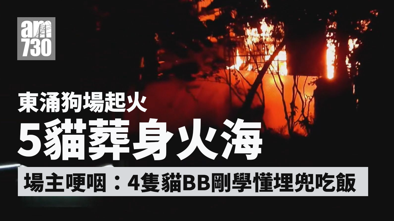 東涌狗場陷火海傳爆炸聲5貓慘死 場主哽咽：4隻貓B出世一個月死晒