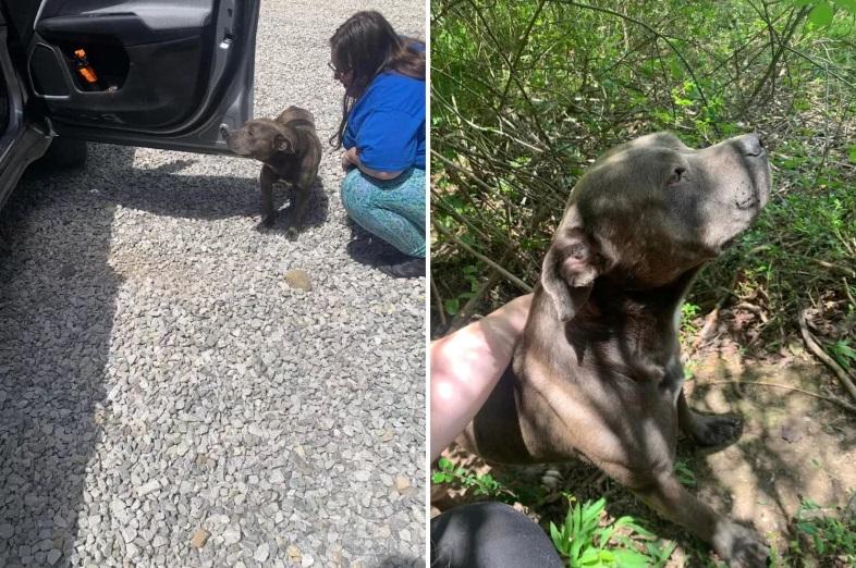 流浪比特犬帶動物收容所人員去找遭吊死好友的遺體。(互聯網)