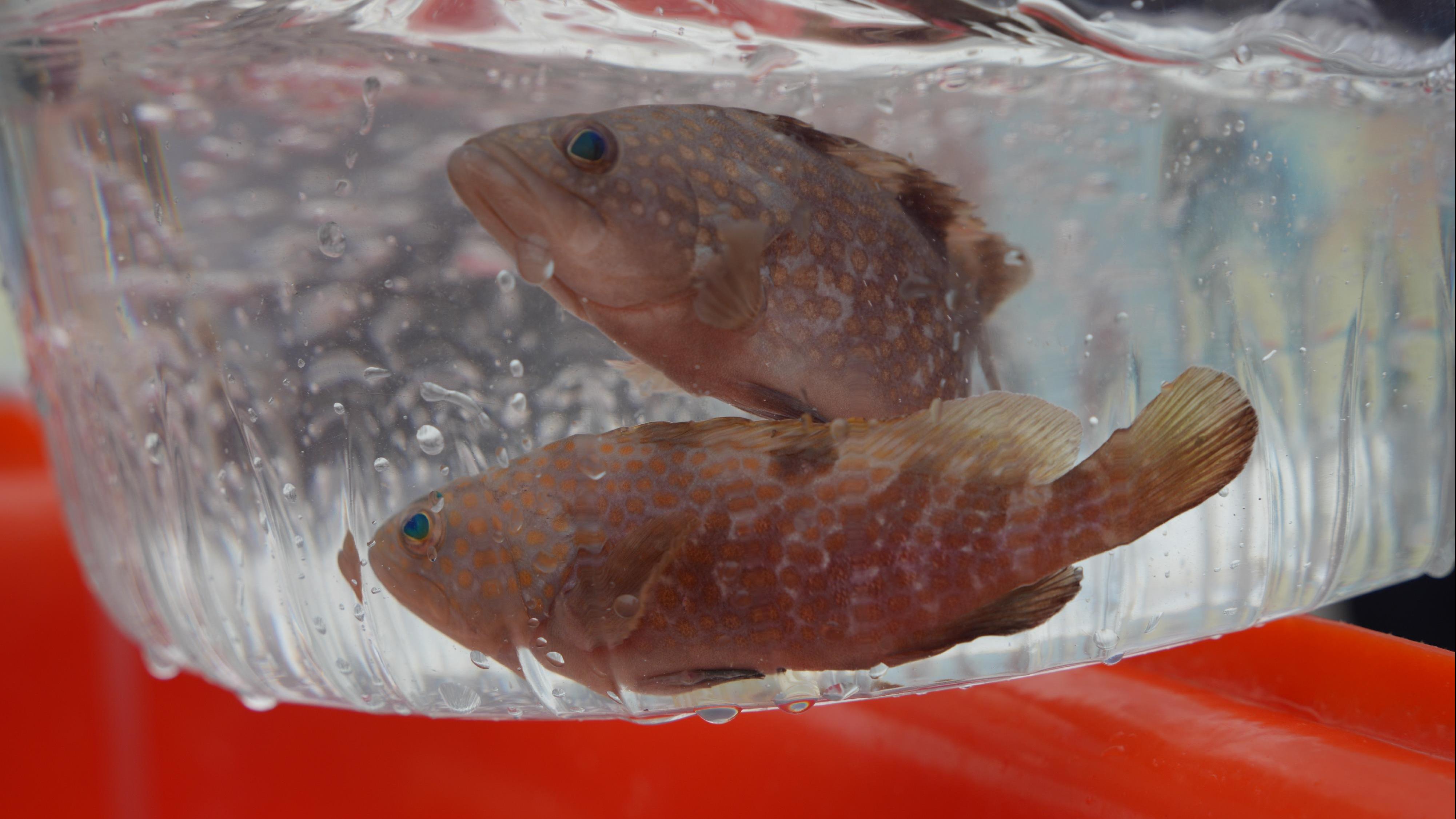 全國各地今日(6日)同步舉行「全國放魚日」，增殖放流以恢復並提升水生生物資源，以及提高公眾養護水生生物資源和改善水域生態環境意識。(資料圖片)