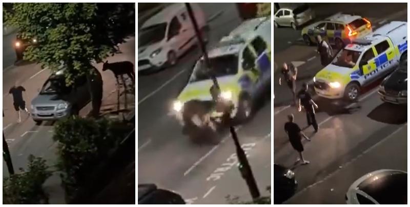 英國一名警員駕駛警車，在馬路上撞向一隻正於街頭奔走的小牛，影片引發輿論嘩然。