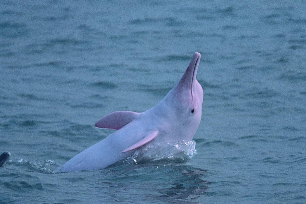 政府認為，北大嶼海岸公園對保育北大嶼水域的中華白海豚及海洋環境至關重要