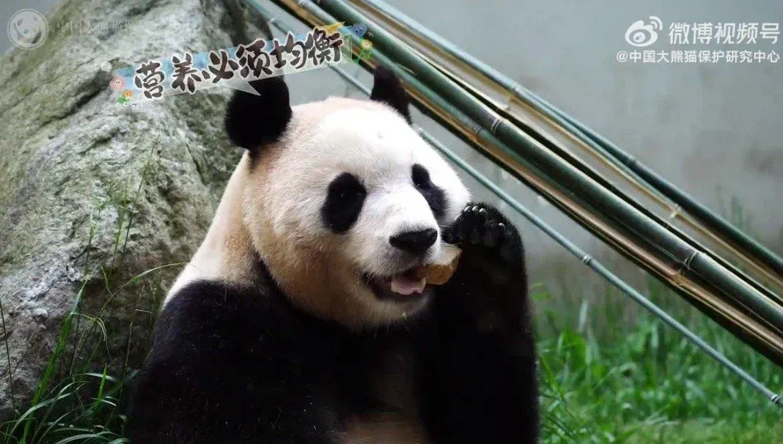 大熊貓｜福寶食竹拍片歡度兒童節　網民：把我關進去一起過節