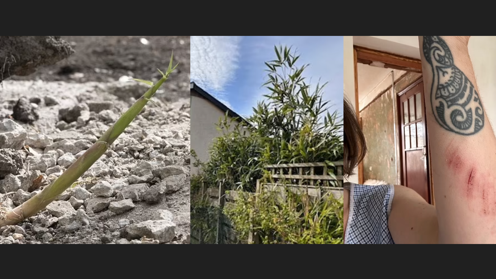 英國物業｜值173萬「夢想屋」恐化為烏有！入侵性植物「隊穿牆」恐損結構 女業主愁爆