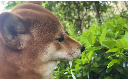 「甲方」散步時突然抽搐、口吐白沫。（圖／翻攝抖音）  