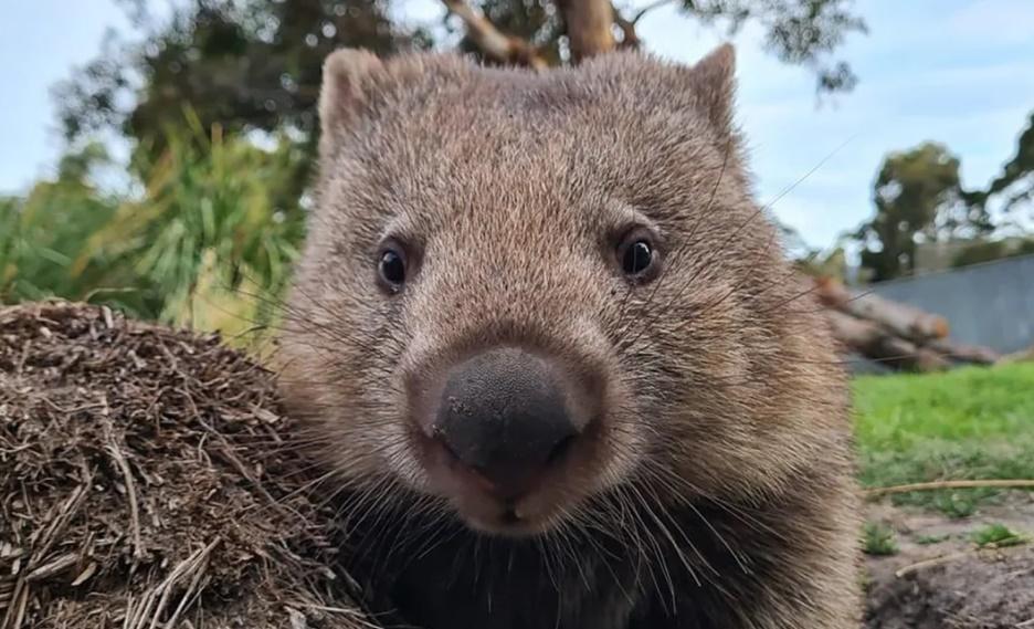 夢幻荀工，澳洲旅遊局徵蹓袋熊員，打工換宿。(網上圖片)