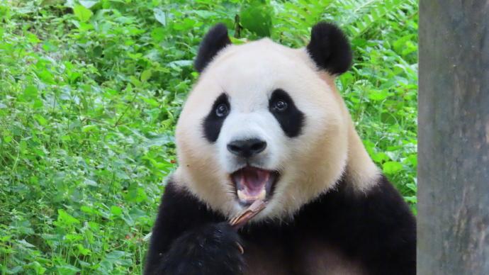 神樹坪基地4遊客向大熊貓活動場吐口水，被終身禁入參觀。(微博)