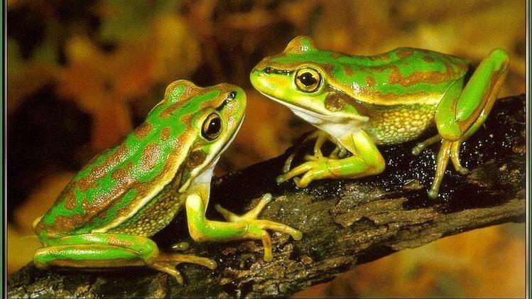 唱歌太難聽要死？澳洲專家驚揭雌蛙吃雄蛙。(網上圖片)