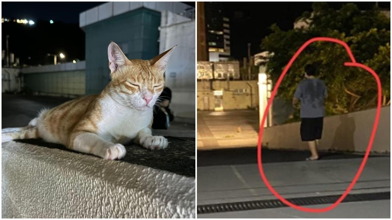 沙田家貓遭按壓地扭頸，37歲男涉虐待動物被捕。