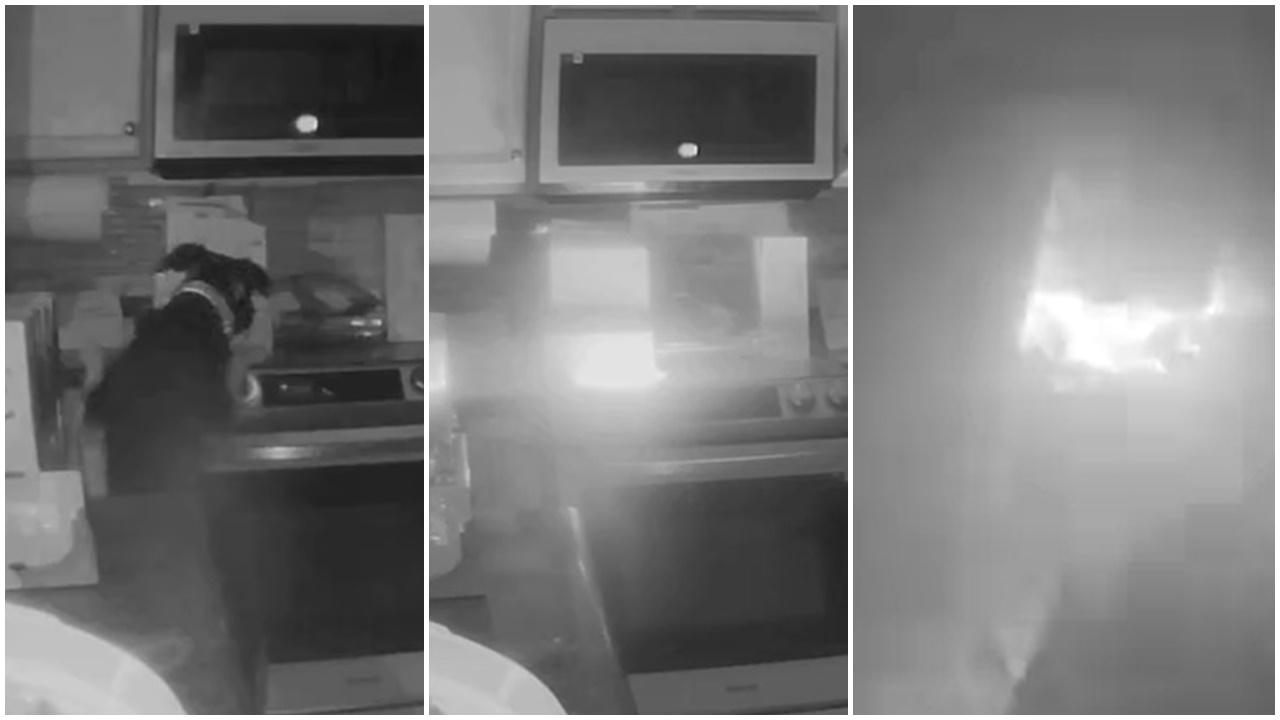 狗狗為食闖禍，半夜誤開爐頭燒屋累全家無家可歸。(X)