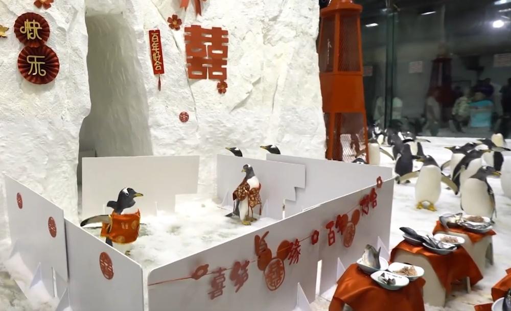 遼寧水族館辦企鵝婚禮筵開8席，網民笑翻：賓客只顧住食。(微博)