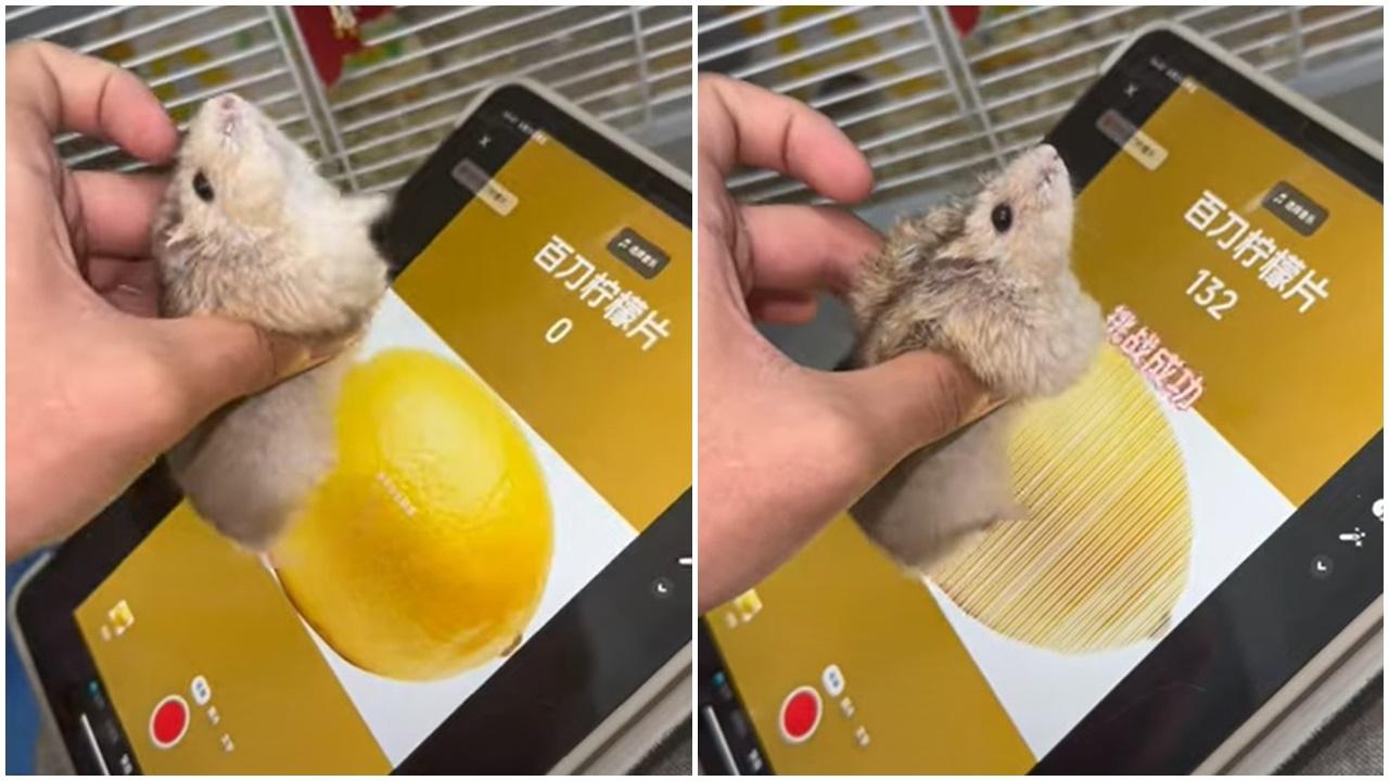 挑戰「百刀檸檬片」外掛倉鼠輕鬆秒殺，網民：最強代打。(YouTube)