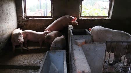 男技工自告奮勇 僅戴N95口罩入豬場「毒氣室」檢零件 30秒後昏迷亡