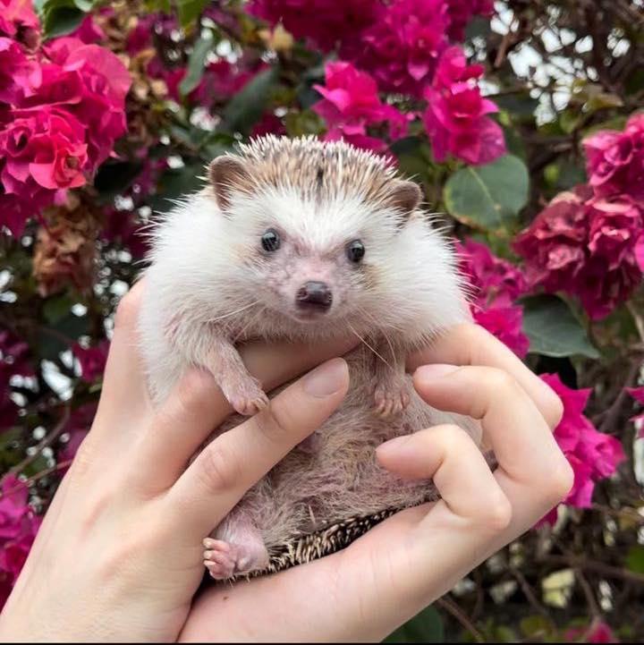 香港刺蝟協會終止領養服務（香港刺蝟協會facebook圖片）