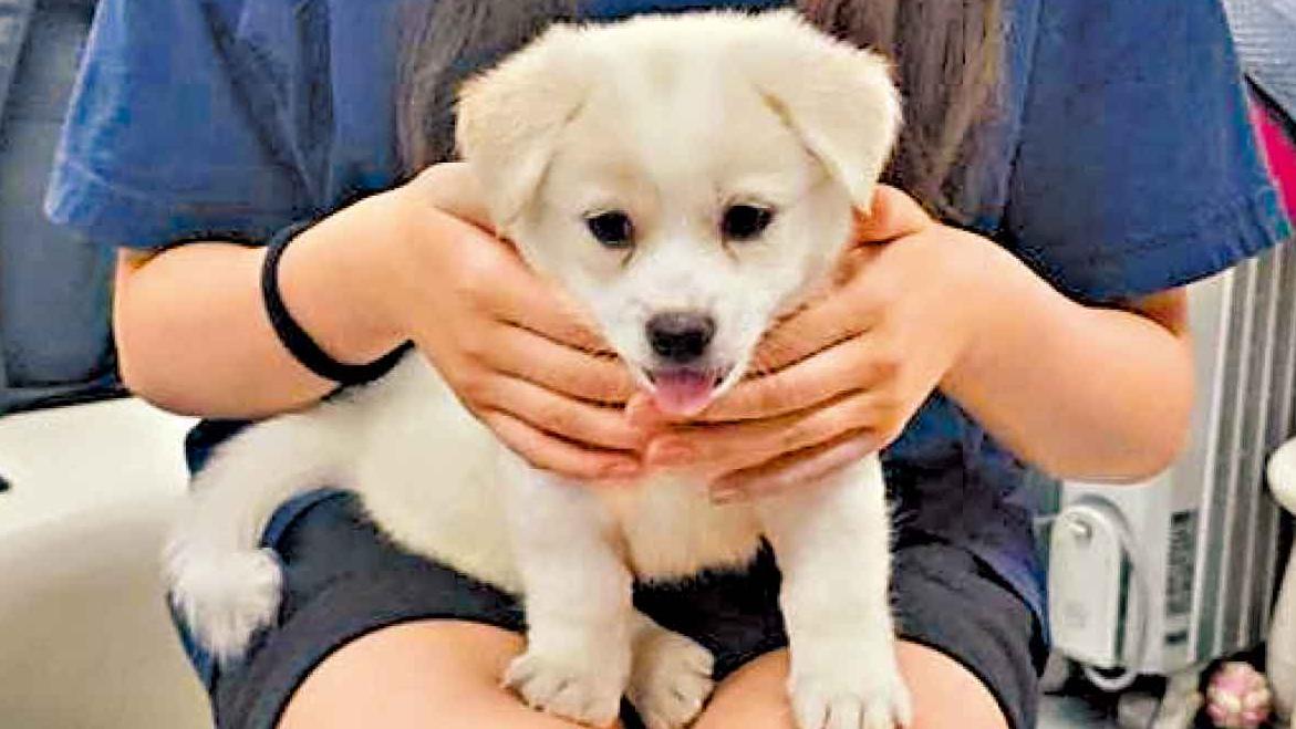 Chloe的獸醫體驗