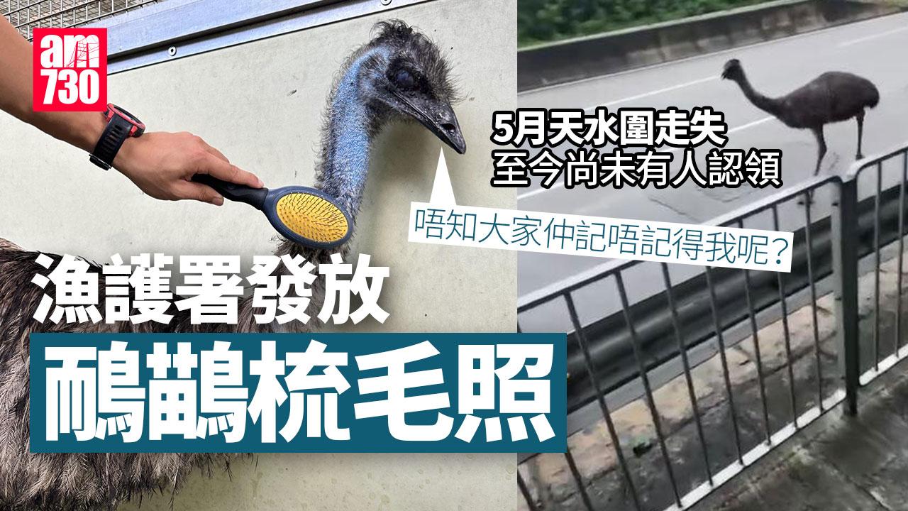 天水圍澳洲鴕鳥鴯鶓5月走失　漁護署發放最新梳毛照