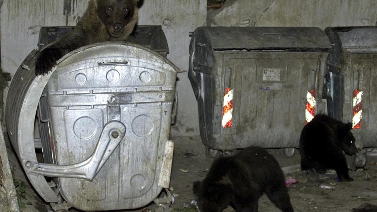 野熊一家3口在羅馬尼亞首都布加勒斯特北部社區翻垃圾桶找食物。(路透社)