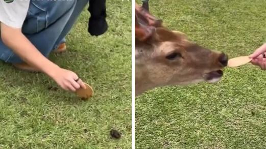 男子把仙貝沾上地面的鹿糞，再將大便仙貝餵給鹿兒吃。(互聯網)